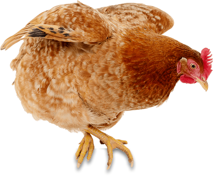 Huhn